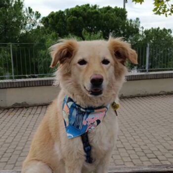 Bandanas personalizables para mascotas