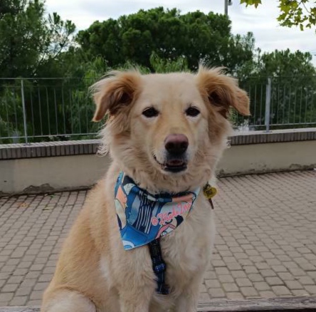 Bandanas personalizables para mascotas