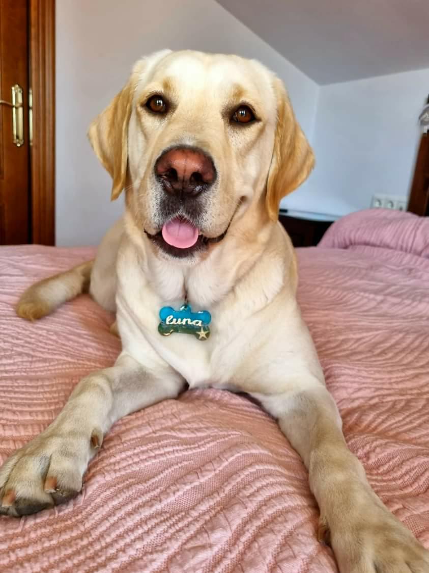 Chapa identificativa con forma de hueso para mascotas con aspecto de playa - Imagen 3