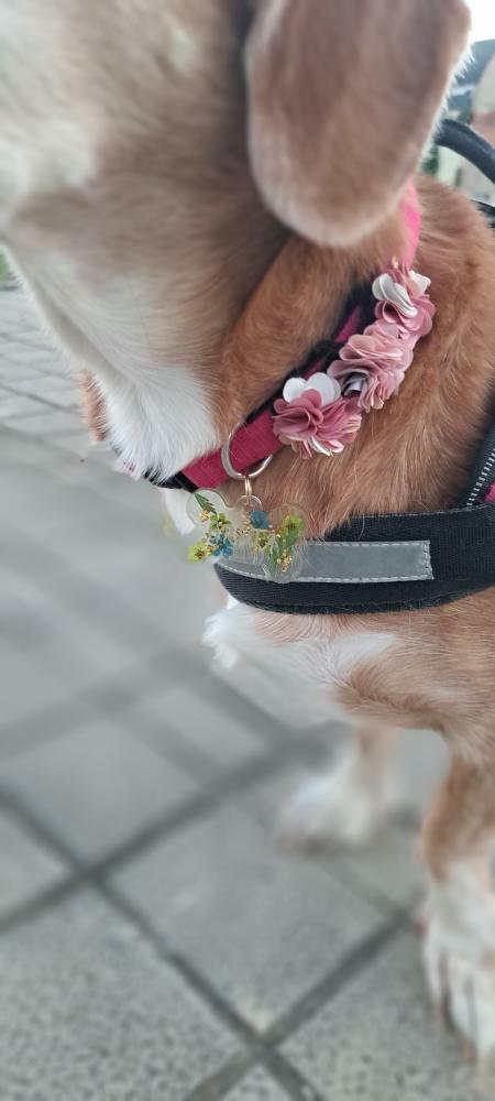 Chapa identificativa con forma de hueso para mascotas modelo flores - Imagen 4