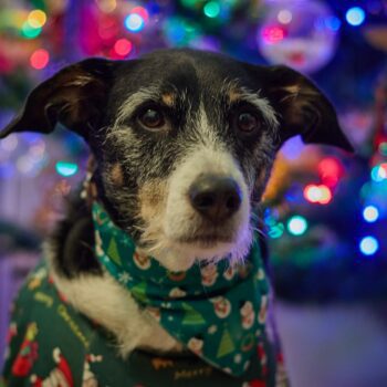 Bandanas para mascotas diseño navidad