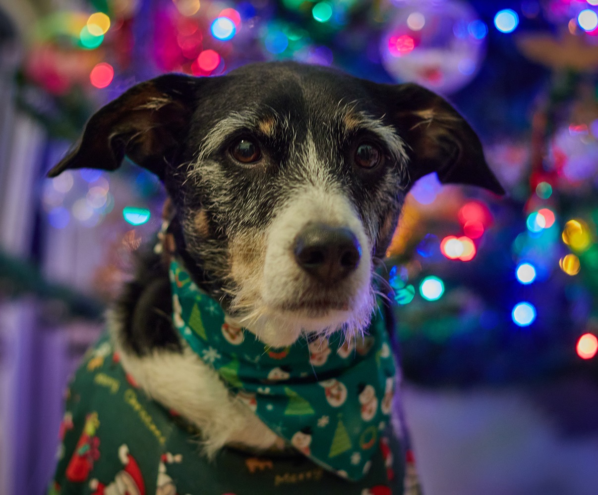 Bandanas para mascotas diseño navidad