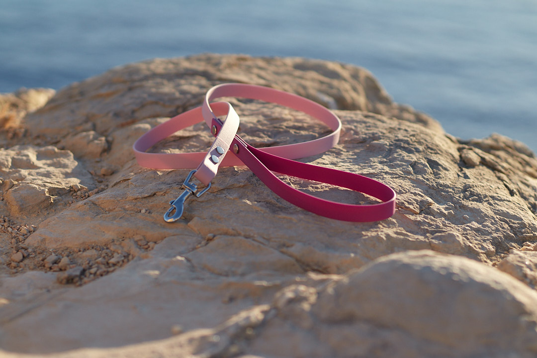 Correas para perro de Biothane