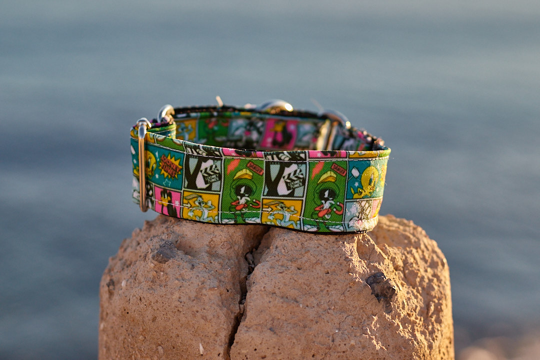 Collar martingale diseño Looney Tunes